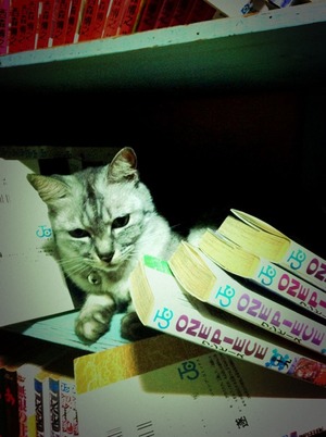 猫について 12。