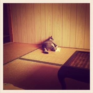 猫について 21。