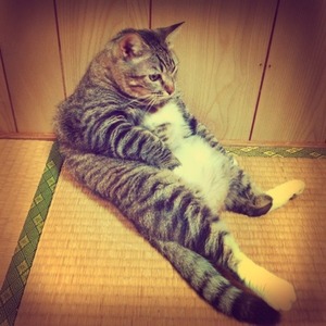 猫について 23。
