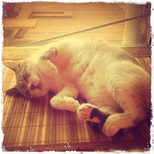 猫について 27。