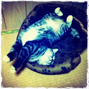 猫について 26。