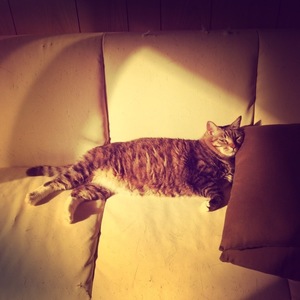 猫について 24。