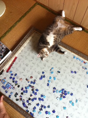 猫について 15。