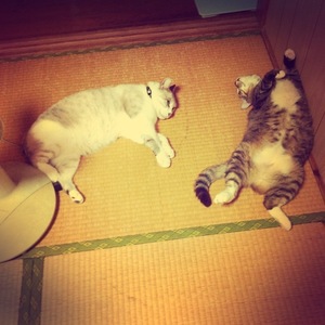 猫について 21。