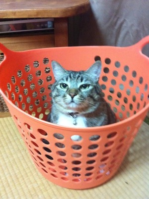 にぎりは素手でいただきたい。