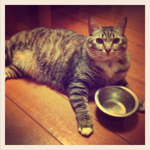 猫について 19。