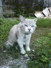 猫について2