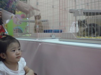 猫展&夏祭り 2008/08/18 00:06:25