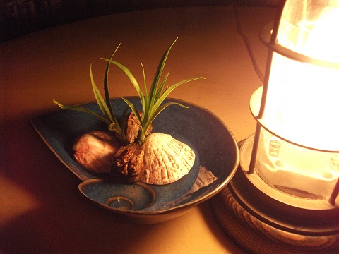 あだんの芽