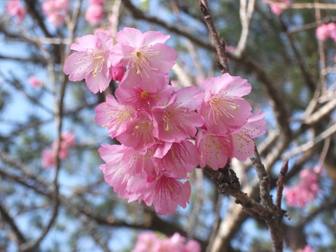 寒緋桜