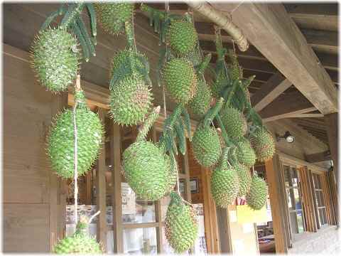 ソングダ―の落し物