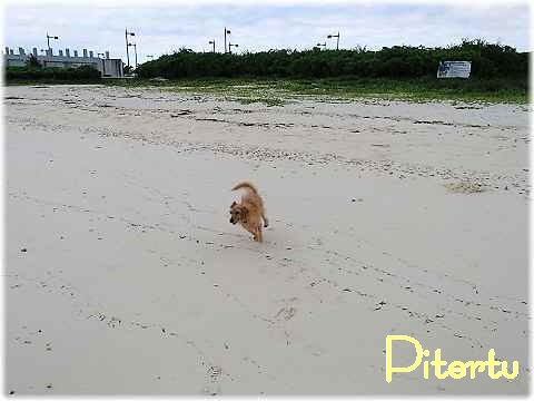 風ちゃん海へいく~♪