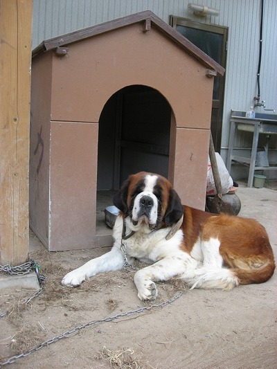 庭にふんをする犬のように…3