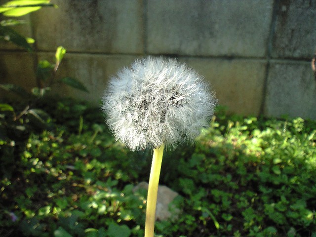 たんぽぽ（綿帽子）