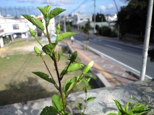 白いハイビスカス