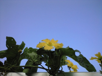 ヘチマの花