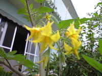 トマトの花