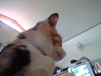 猫に起こされる朝 2008/09/24 07:56:19