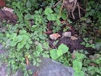 秋の夏野菜？ 2008/09/26 06:00:00