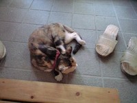 玄関猫 2008/09/27 08:14:31