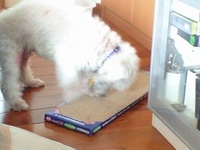 爪とぎ 2008/09/28 13:00:06
