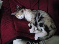 眠いんだにゃあ。 2008/10/02 22:34:55