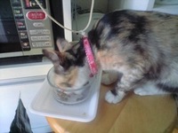 猫行方不明騒動 2008/10/03 12:31:28
