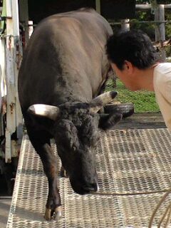 コザ運動公園の闘牛
