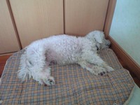 朝のイビキ 2008/10/07 12:27:26