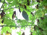 まだ育ってたゴーヤー 2008/10/11 09:59:29