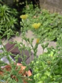 リーフレタスの花が咲き始めました
