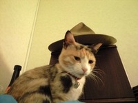 ハッとにゃ