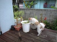 チャトとニンジン