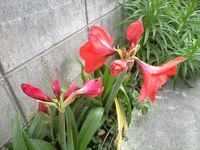 アマリリス