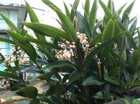 月桃の花、満開 2012/05/12 07:00:00