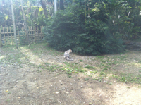 猫と雀
