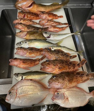 貸し船 ヒラメ & 根魚 貸し船 ヒラメ & 根魚