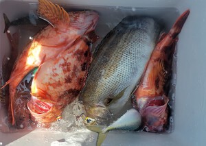 貸し船 ヒラメ & 根魚 貸し船 ヒラメ & 根魚