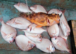 貸し船 ヒラメ & 根魚 貸し船 ヒラメ & 根魚