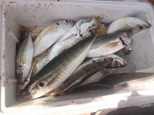 笑う門には鯛来る 笑う門には鯛来る