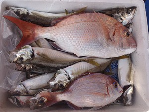 笑う門には鯛来る 笑う門には鯛来る