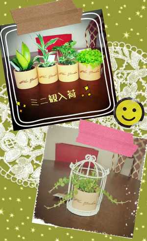 ミニ観葉植物入荷しました~♪