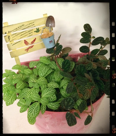 ☆寄せ植えのご紹介(フィットニア・ぺリオニア)☆ ☆寄せ植えのご紹介(フィットニア・ぺリオニア)☆