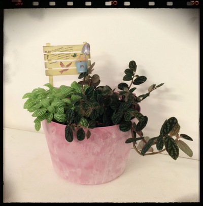 ☆寄せ植えのご紹介(フィットニア・ぺリオニア)☆ ☆寄せ植えのご紹介(フィットニア・ぺリオニア)☆