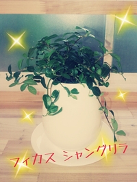 ☆フィカス シャングリラの鉢植え☆