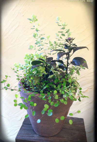 ☆ブラックパール入荷!寄せ植えしました☆ ☆ブラックパール入荷!寄せ植えしました☆