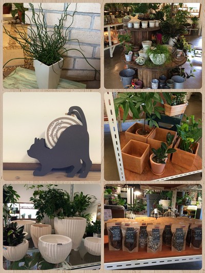 ★ 明日6/9(木)限定!!目玉商品!!!オリーブ!!! ★ ★ 明日6/9(木)限定!!目玉商品!!!オリーブ!!! ★