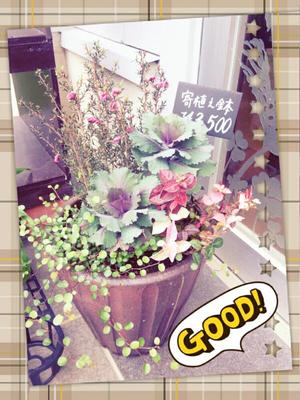 ☆寄せ植え(ギョリュウバイ、ハボタン、ワイヤープランツ、ハツユキカズラ)紹介☆
