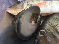 連休あとの釣り三昧 連休あとの釣り三昧