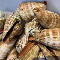 採った貝を食す 採った貝を食す